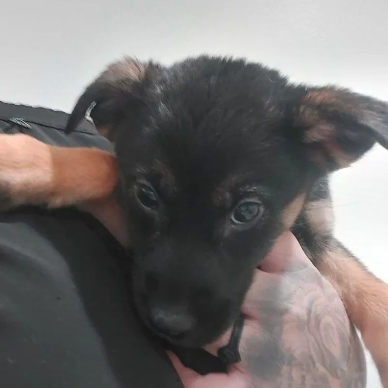 Penelope