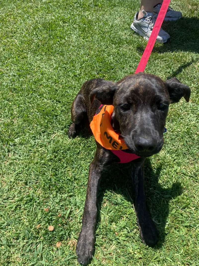 A baby medium-sized female Brindle Labrador Retriever dog named Tammy for adoption in Orange, CA