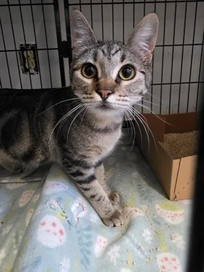 An adult small-sized female Domestic Short Hair cat named Endora for adoption in West Chester, PA