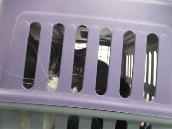 A young small-sized male Domestic Short Hair cat named Curt for adoption in Ocala, FL