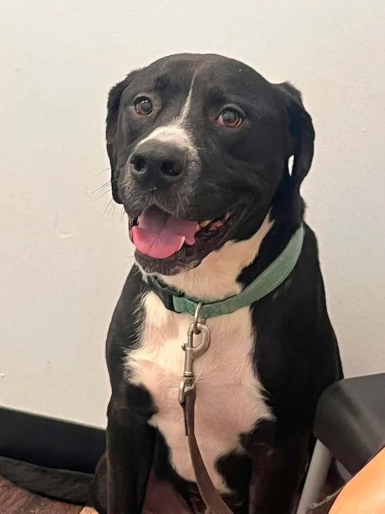 An adult large-sized male Tricolor (Brown, Black, & White) American Bully dog named Claude for adoption in Acworth, GA