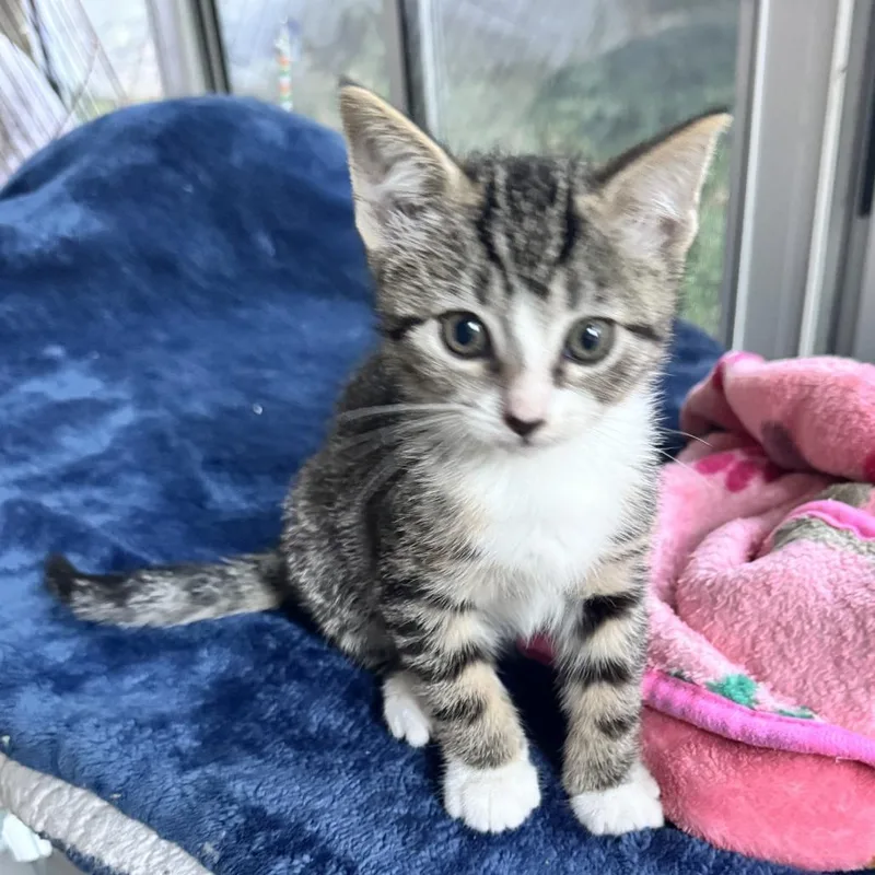 A baby small-sized female Gray / Blue / Silver Domestic Short Hair cat named Bubbles for adoption in Ventura, CA