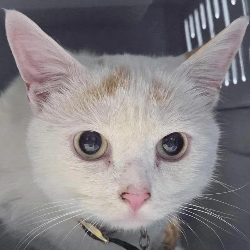 A young medium-sized male White Domestic Short Hair cat named Baby for adoption in Providence, RI