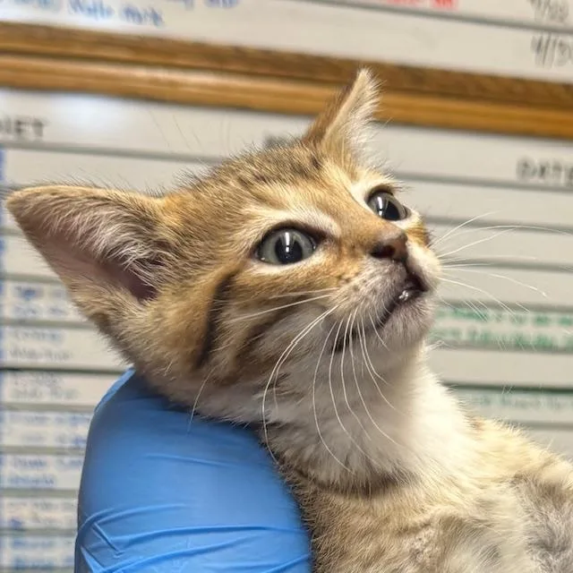 A baby small-sized male Domestic Short Hair cat named Caelum for adoption in Santa Fe, NM