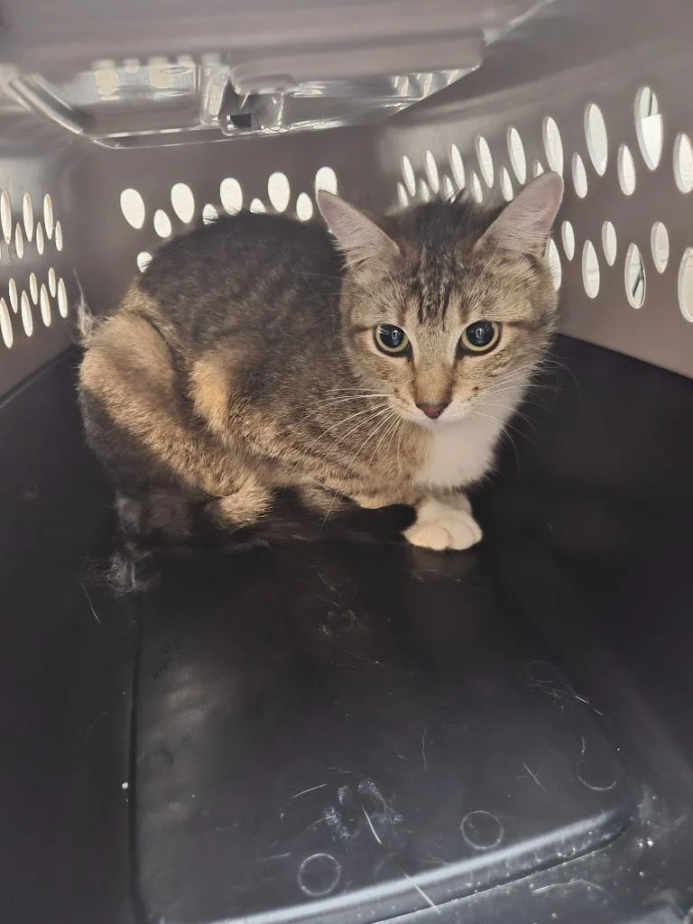 A young medium-sized female Domestic Short Hair cat named West for adoption in Rome, GA