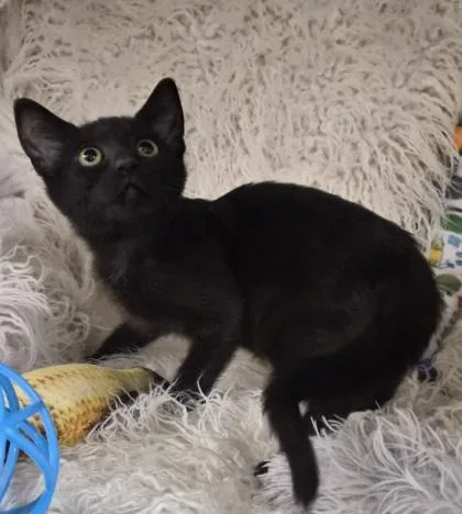 A baby small-sized female Domestic Short Hair cat named Mira for adoption in Conway, SC