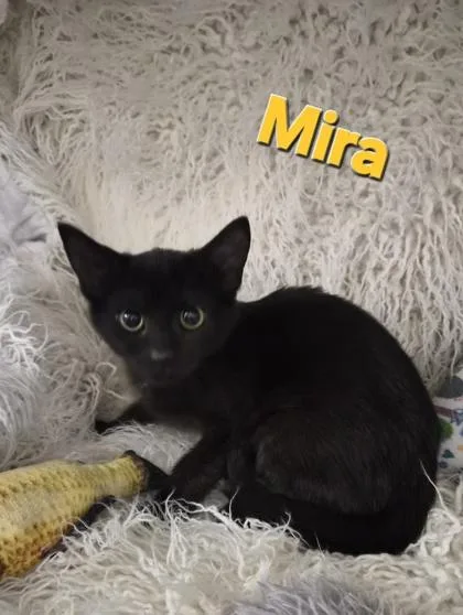 Mira thumbnail 2