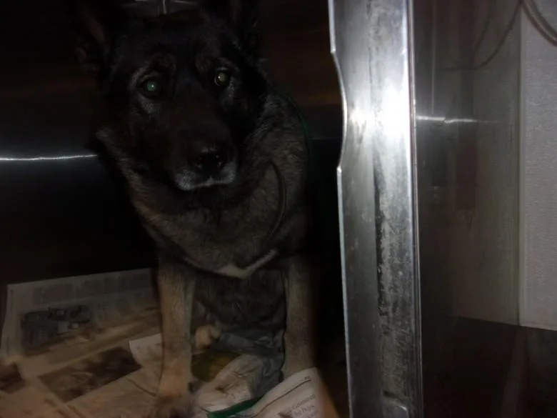 An adult large-sized female Belgian Shepherd / Malinois dog named Gina for adoption in Van Nuys, CA
