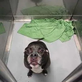 A senior large-sized male Gray / Blue / Silver Mixed Breed dog named Bro for adoption in Davenport, IA