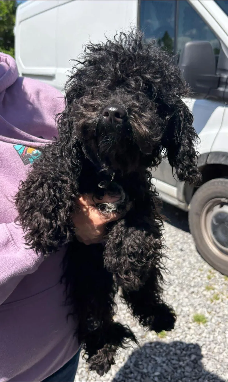 An adult small-sized male Miniature Poodle dog named Midnight for adoption in Knoxville, TN