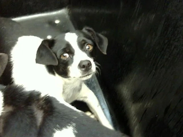 An adult small-sized male Mixed Breed dog named Spot for adoption in Dallas, TX