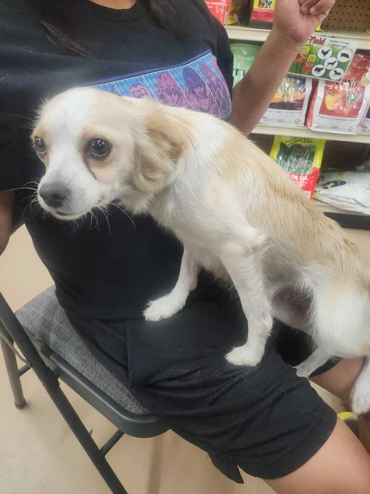 A young small-sized female Chihuahua dog named Jasmine The Th for adoption in Lakeland, FL