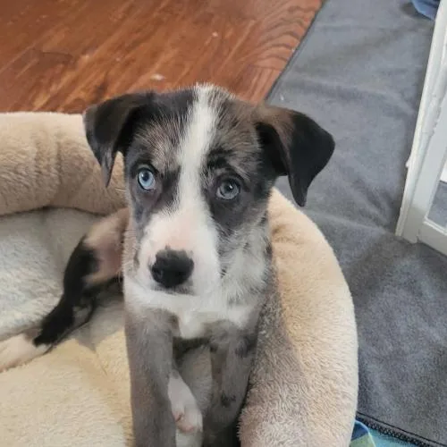 A baby small-sized female Merle (Blue) Mixed Breed dog named Wild Whiskeria for adoption in Toms River, NJ
