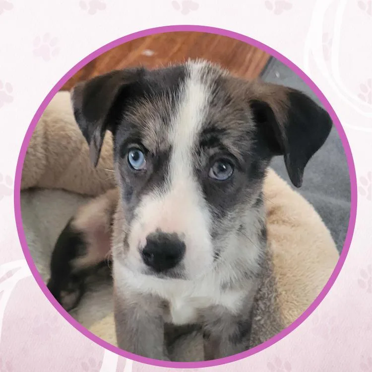 Wild Whiskeria thumbnail 2