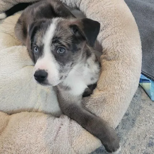 Wild Whiskeria thumbnail 3