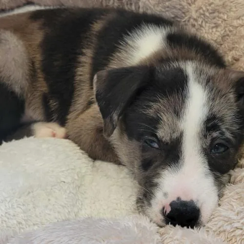 Wild Whiskeria thumbnail 4