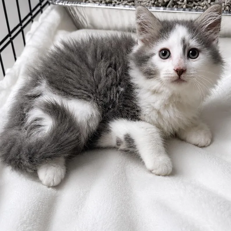 A baby small-sized male Gray / Blue / Silver Domestic Medium Hair cat named Pork for adoption in Parkersburg, WV