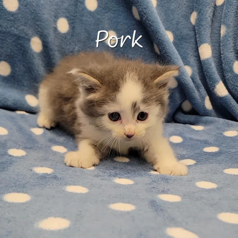 Pork thumbnail 2