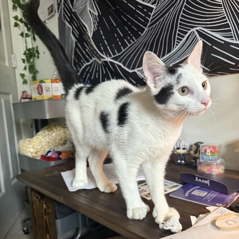 An adult large-sized male White Domestic Short Hair cat named Zulu for adoption in Harrisonburg, VA
