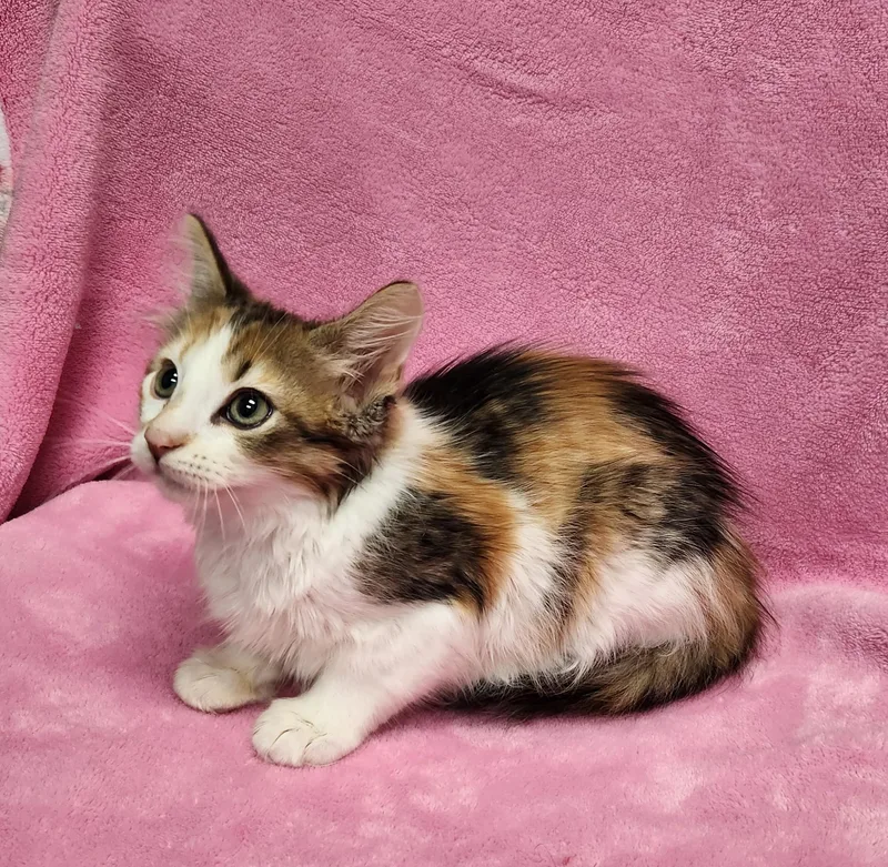 A baby medium-sized female Calico cat named Glitch for adoption in Siloam Springs, AR