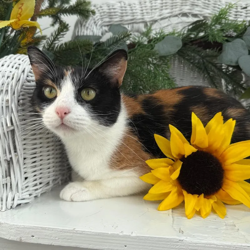 An adult medium-sized female Calico Domestic Short Hair cat named Hunter's Ridge family MOM for adoption in Eaton Rapids, MI