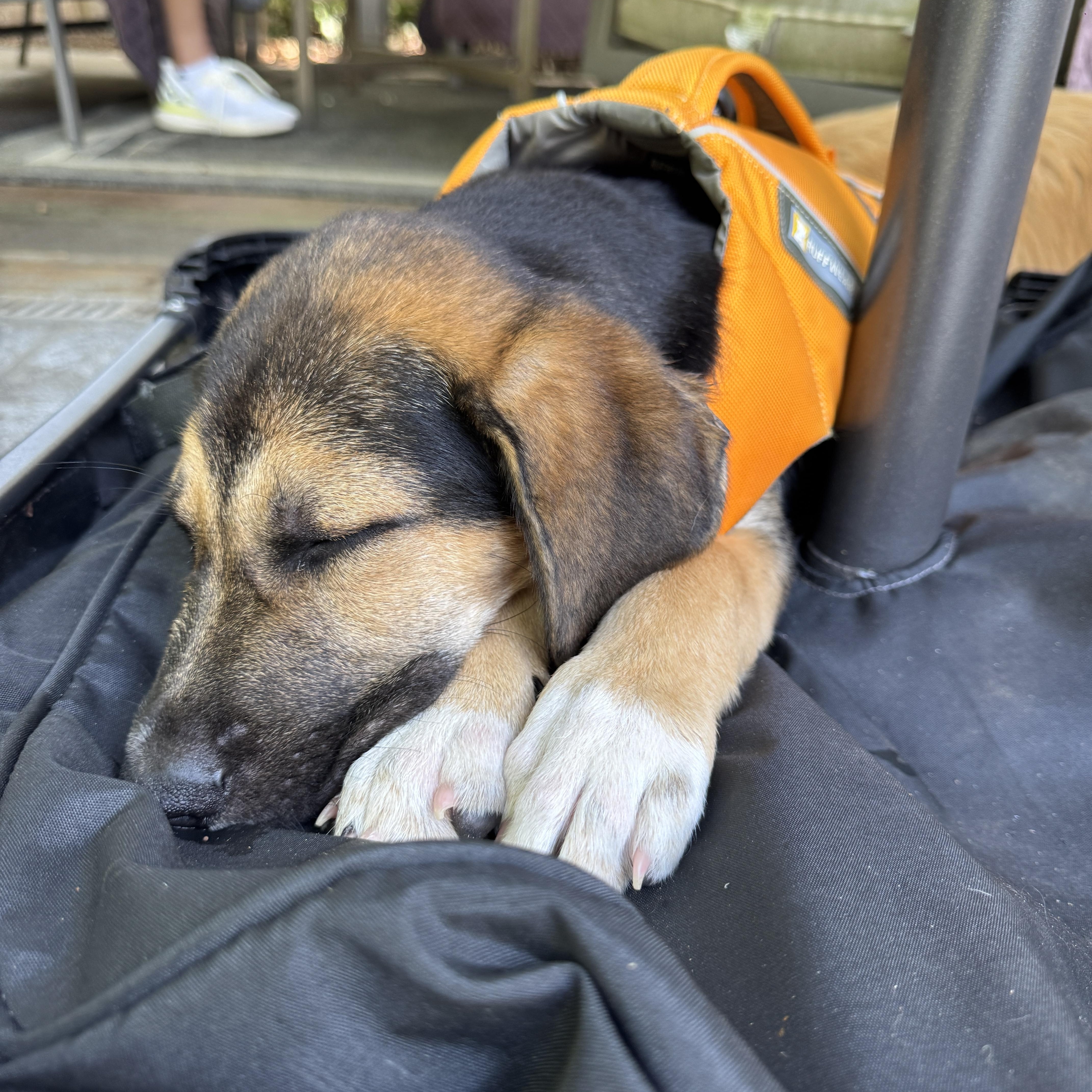 A baby medium-sized male Shepherd dog named Bulbasaur for adoption in Charlotte, NC