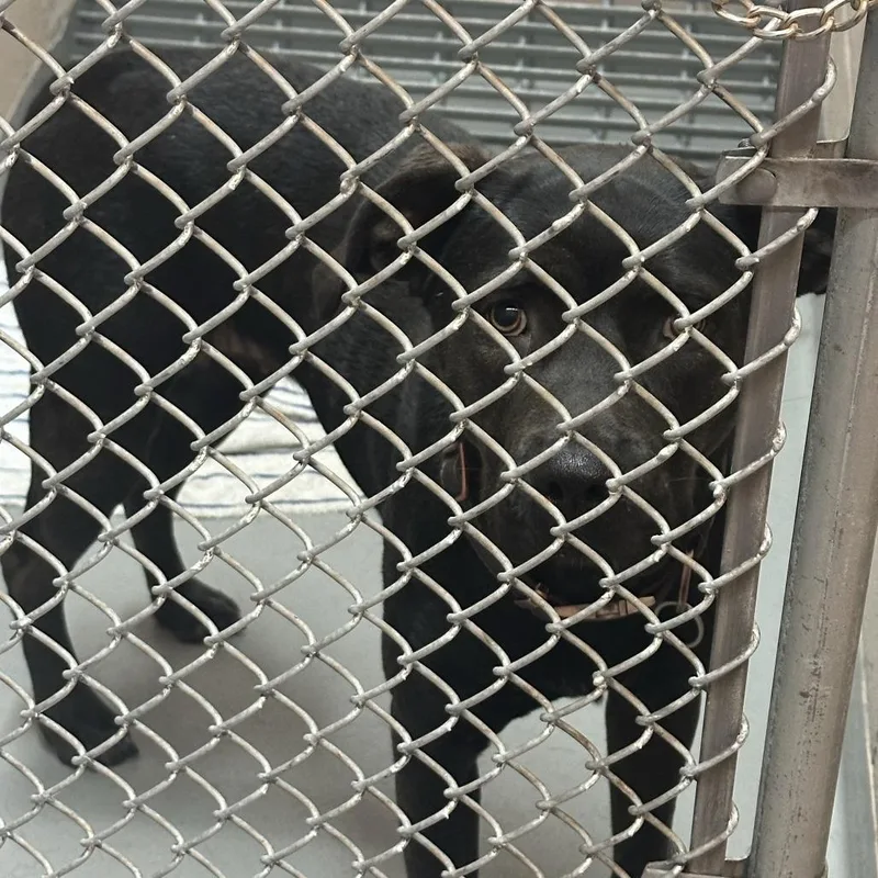 An adult medium-sized female Black Mixed Breed dog named Shonok for adoption in Tacoma, WA