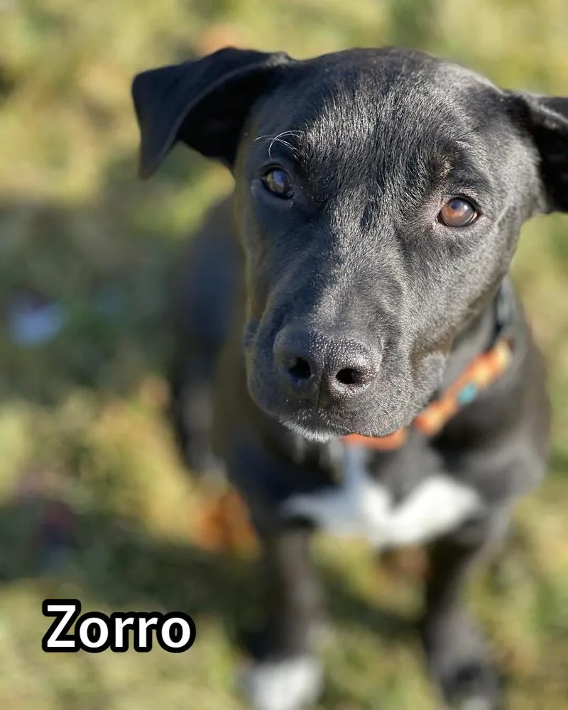 Zorro thumbnail 2