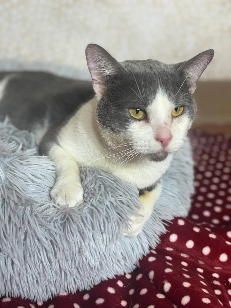 An adult medium-sized male Domestic Short Hair cat named Jerry for adoption in Wintersville, OH