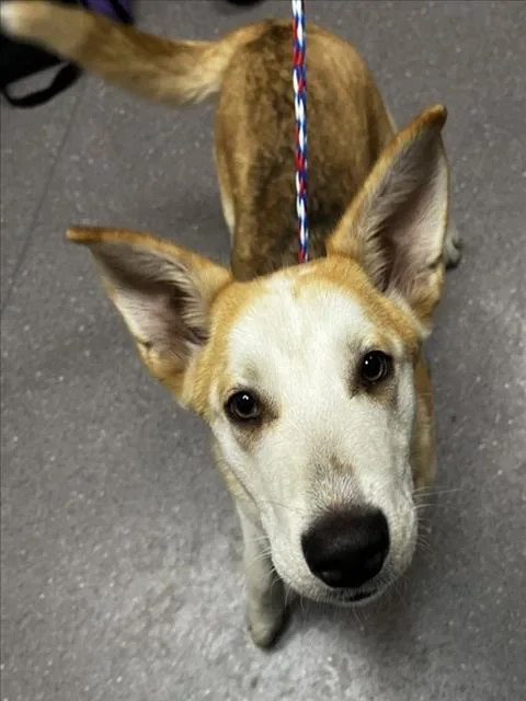 A baby small-sized male German Shepherd Dog dog named Oregano for adoption in Tracy, CA
