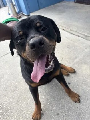 An adult large-sized male Rottweiler dog named Clancy for adoption in New Orleans, LA