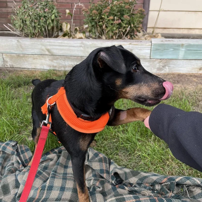 A senior medium-sized male Miniature Pinscher dog named Glen for adoption in Minneapolis, MN
