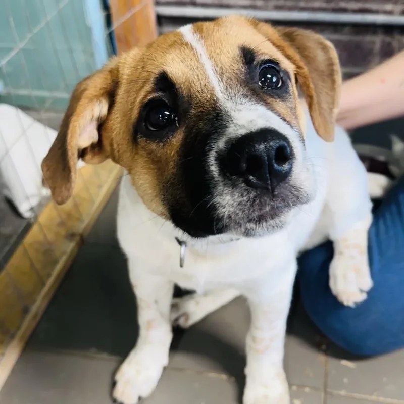 A baby small-sized male Brown / Chocolate Hound dog named Arlo for adoption in Marion, IL