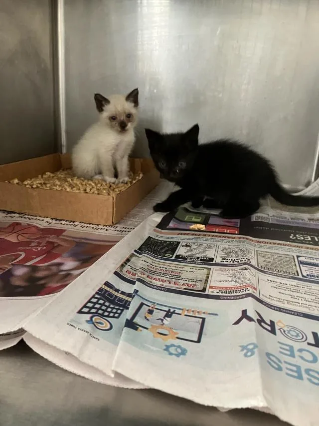 A baby small-sized female Domestic Short Hair cat named Vivi for adoption in Santa Maria, CA