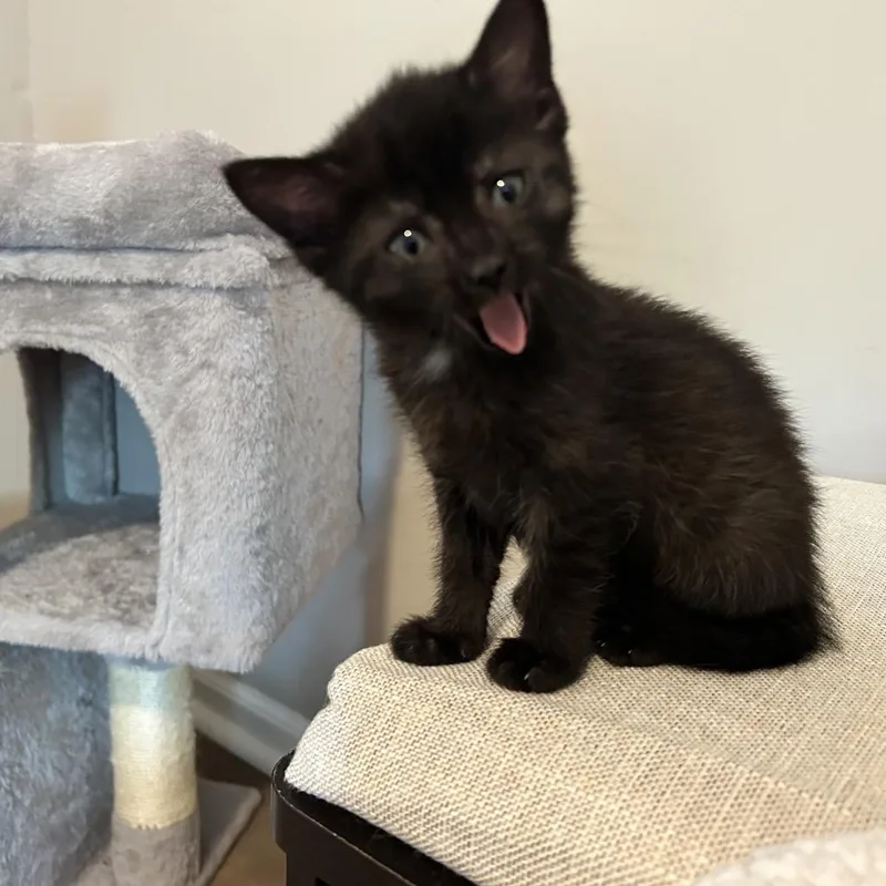 A baby small-sized male Black Domestic Short Hair cat named Yonder for adoption in Chattanooga, TN