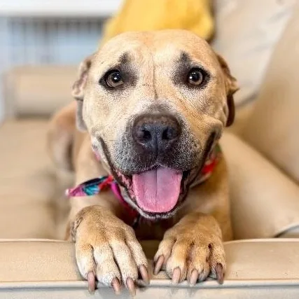 An adult medium-sized female Yellow / Tan / Blond / Fawn Pit Bull Terrier dog named Elphie Ever After Sweetie for adoption in Friendswood, TX
