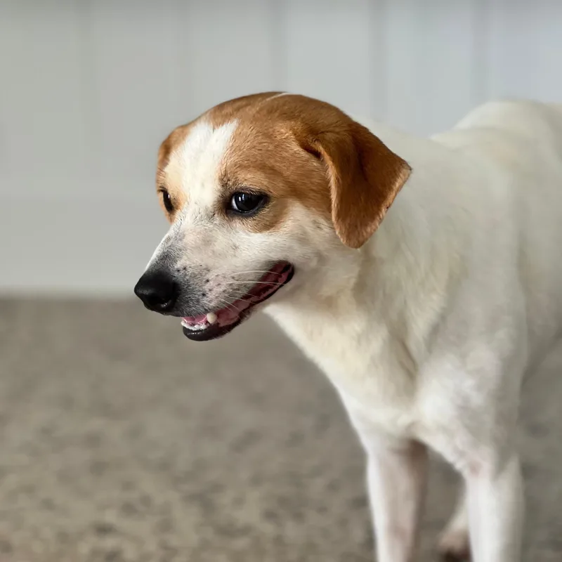 An adult small-sized male Terrier dog named Kevin for adoption in Humacao, PR
