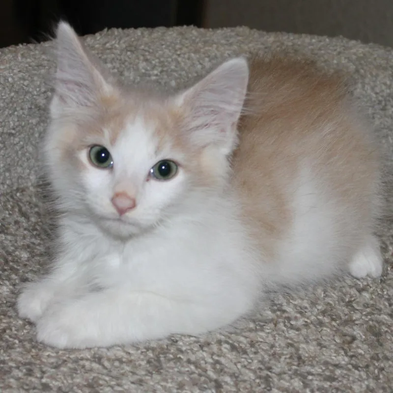 Han Solo