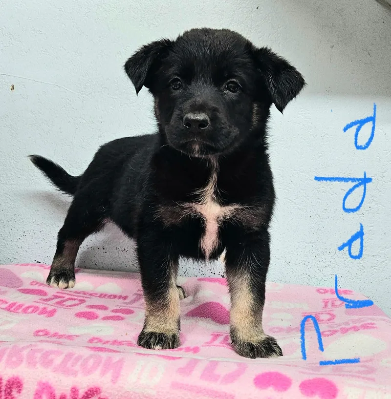 A baby small-sized female German Shepherd Dog named Prada for adoption in Inglewood, CA