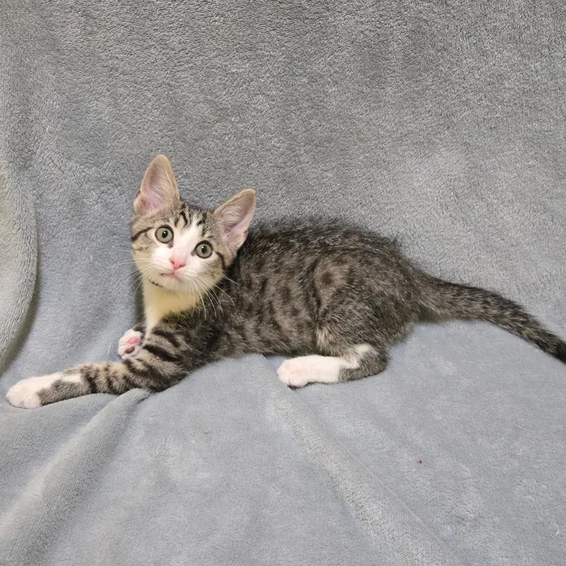 A baby small-sized male Brown / Chocolate Domestic Short Hair cat named Humerus for adoption in Brownsboro, AL