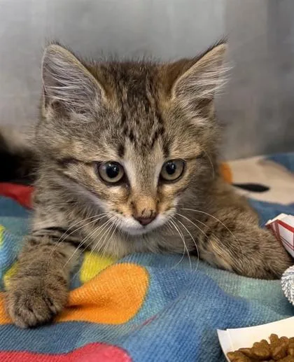 A baby small-sized female Gray / Blue / Silver Domestic Medium Hair cat named 61199598 for adoption in El Paso, TX