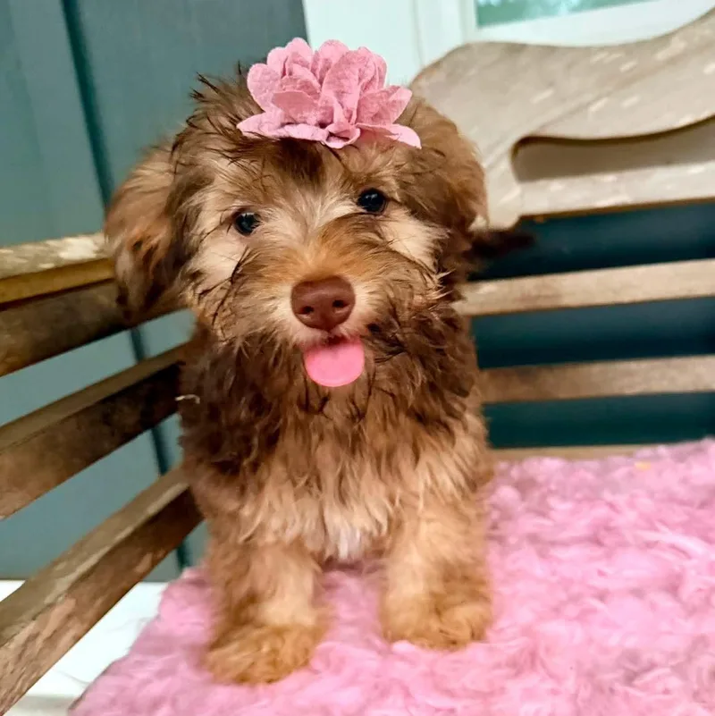 Hershey