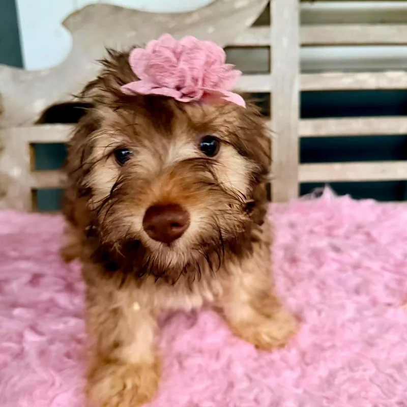 Hershey thumbnail 2