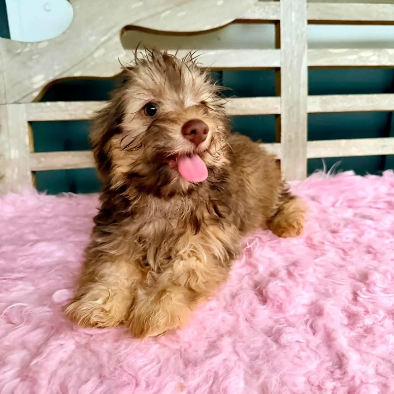 Hershey thumbnail 3