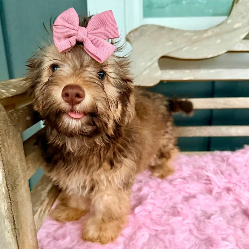 Hershey thumbnail 4