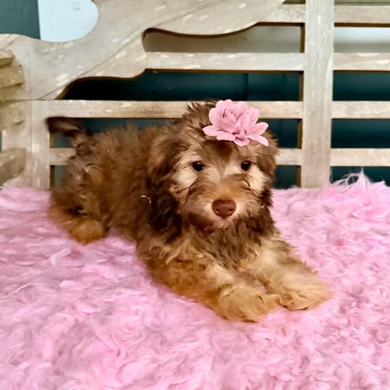 Hershey thumbnail 5