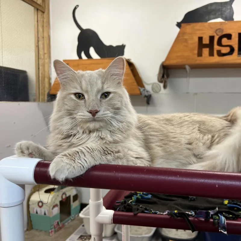 An adult large-sized male Orange / Red Domestic Medium Hair cat named Terrence for adoption in Delaware, OH