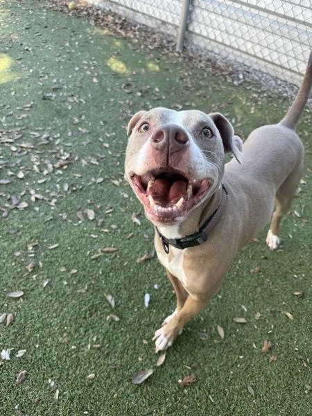 An adult large-sized male Pit Bull Terrier dog named Lucius for adoption in Austin, TX