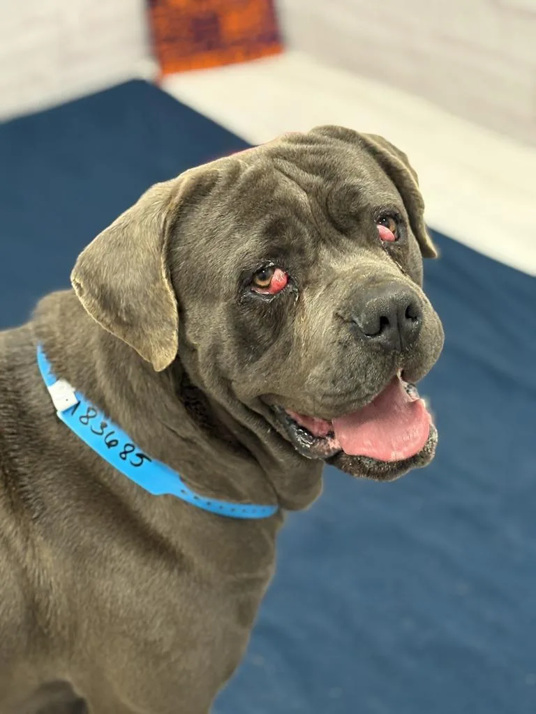 An adult extra large-sized male Mixed Breed dog named Base Culture for adoption in Detroit, MI