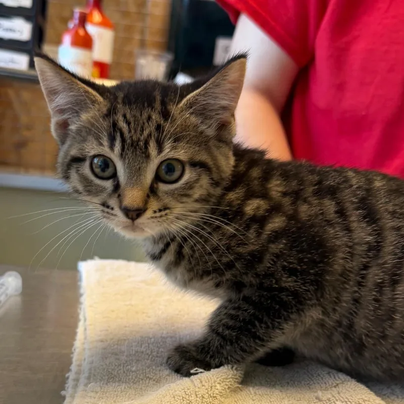 A baby small-sized female Domestic Short Hair cat named Clove for adoption in East Smithfield , PA